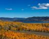 À la découverte du Pando, le plus vieil arbre forestier du monde