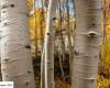 L’arbre le plus haut du monde est également l’un des organismes vivants les plus anciens de la planète.