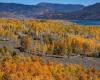 Pando, une forêt composée d’un seul arbre, l’un des êtres vivants les plus anciens de la planète