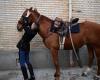 quatre chevaux de la Garde républicaine décorés lundi