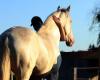 appel aux dons à Cornillon et Manduel pour les chevaux de la région de Valencia