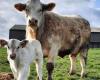 La Creuse brille au concours interministériel du Charolais, à une semaine de la foire de Boussac