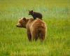 quand un ours devient un symbole écologique