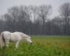 Un cheval de concours à 30 000 euros tué par un chasseur sur une propriété privée