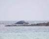 EN IMAGE. Une baleine s’échoue sur une plage de la Manche