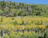 Pando, le plus grand organisme vivant au monde et le plus ancien