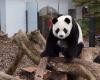 Dernier jour pour dire au revoir aux trois jeunes pandas géants du zoo belge Pairi Daiza