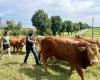 La Ferme de l’Arche, l’un des derniers élevages bovins du Val-d’Oise