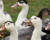 ALERTE – Le retour de la grippe aviaire ébranle la filière canard