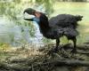 Il valait mieux ne pas croiser ce terrible oiseau !