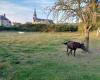 suivi d’une conférence avec le Parc Naturel du Perche