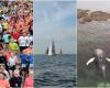 Foulées, Vendée Globe, baleine… Les 5 choses à retenir du week-end dans la Manche