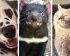 27 photos d’animaux pour un doux lundi