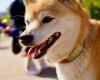 Que se passe-t-il avec Dogecoin Rival Shiba Inu (SHIB) ?