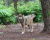 Dans le Finistère, le loup possède un musée unique en France