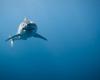 Les recherches sur les grands requins blancs du Golfe se poursuivent – ​​Portail des Îles de la Madeleine