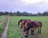 Accusé d’être éleveur de chevaux, l’ancien préfet de l’Orne réagit