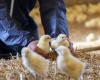 4 000 poussins meurent dans l’incendie de la ferme, la structure en bois brûle rapidement