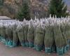 La coupe des arbres de Noël a commencé