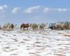 Images surprenantes d’un désert couvert de grêle et de neige en Arabie Saoudite