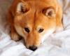 Shiba Inu et Dogecoin retracent à deux chiffres alors que le rallye se refroidit, liquidations jusqu’à 900 millions de dollars