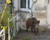 ils envahissent la ville, six sangliers abattus à Angoulême