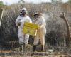 Au Kenya, les abeilles comme solution au conflit entre éléphants et humains