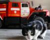 Les pompiers sauvent un chat tombé dans un récipient en verre