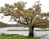 Le plus bel arbre de France est-il à l’abbaye Saint-Maurice de Clohars-Carnoët ?