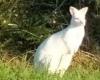 Un wallaby blanc se promène en liberté dans une commune de Vendée