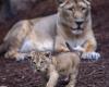 Un lionceau de l’Atlas est né à Rabat, signe d’espoir pour l’espèce