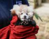 Après la mort de ce petit panda roux, le zoo d’Édimbourg accuse les feux d’artifice