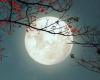 La Pleine Lune du Castor va booster les amours de tous ces signes, les astrologues sont clairs