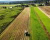 Les agriculteurs suisses séduits par les incitations à éviter les produits phytosanitaires