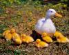 Détection d’un deuxième foyer dans un élevage de canards des Landes