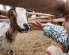 La Foire de Saint-Siffrein revient à ses origines