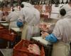 A Chailland, l’abattoir de poulets SNV monte en puissance