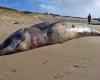 Une baleine échouée en 2021 probablement victime d’un sonar militaire