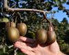 Kiwis au bon goût du Vaucluse