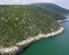 Une forêt « aux arbres tordus » désormais protégée à La Malbaie