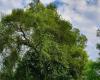 «Nous représentons l’Île-de-France», cette petite commune de Seine-et-Marne candidate à l’arbre de l’année