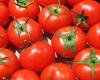 Les prix des tomates continuent d’augmenter