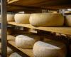 Le meilleur fromage du monde 2024 est portugais, devant près de 4 800 concurrents