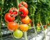 400 manifestants contre un projet de serres géantes pour tomates