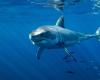 un grand requin blanc observé dans les eaux de Porquerolles