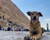 Apollon et ses amis chiens, nouvelles stars des pyramides