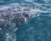 Un grand requin blanc observé dans les eaux de Port-Cros