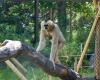 A Lyon, 16 associations demandent à Grégory Doucet de fermer le zoo de la Tête d’Or