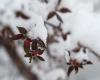 Avertissements météorologiques hivernaux aux États-Unis, où de la neige pourrait être vue ce week-end