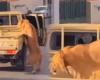 Un lion tombé d’une voiture dans les rues de Libye enflamme les réseaux sociaux (vidéo)